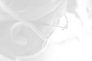 Prof. Dr. Oktay Demirkesen